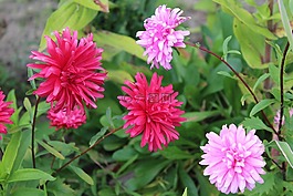 阿斯特拉,于秋花,花园