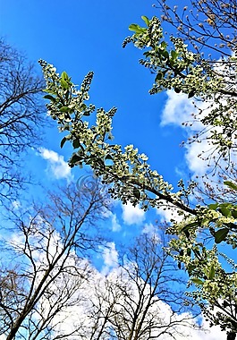 maiblumenstrauch,deutzie,厂
