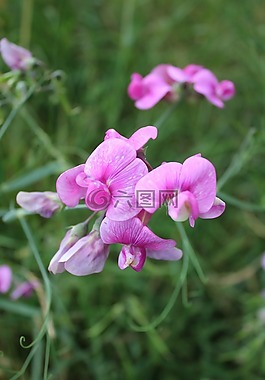 香脂,粉红色,草