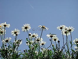 背光,persepktive,花