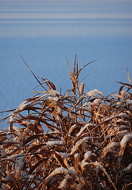 冬天,雪,大自然