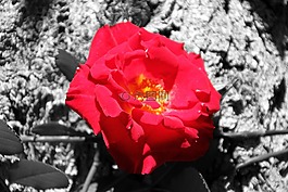 花,甲骨文,紅色花
