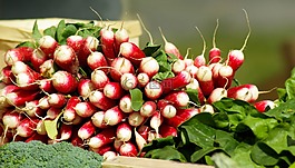 蔬菜,蘿卜,維生素