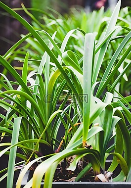 植物,綠色,自然