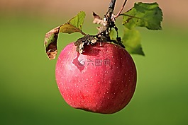 蘋果,紅色,依賴