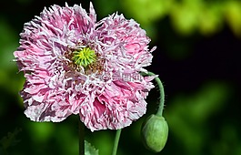 罌粟,罌粟花,花