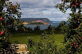 blomidon,新斯科舍省,蘋果