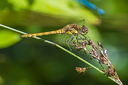 蜻蜓,蜻蜓目,野生動物