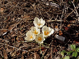 番紅花,黃色,花