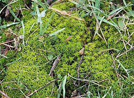 moss,綠色,性質(zhì)