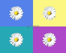 雛菊,瓦,孤立