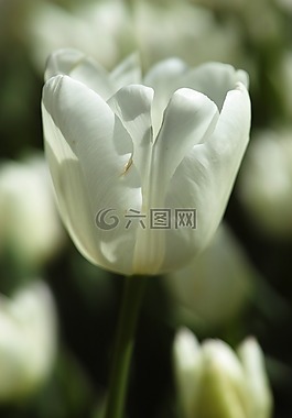 花卉,性質(zhì),郁金香