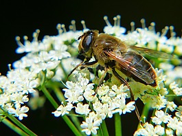 蜜蜂,無(wú)人駕駛飛機(jī),宏