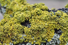 moss,木材,宏
