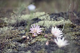 花,野花,自然