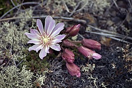 花,野花,自然