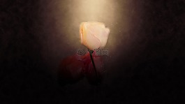 黑暗,花,自然