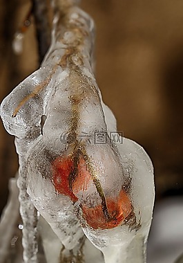 自然,冰柱,玫瑰果