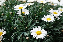性質(zhì),夏季,花