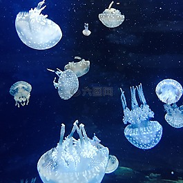水母,擺動(dòng),水族館