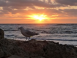 海鷗,日落,太陽