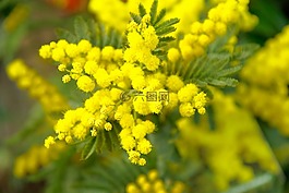 含羞草,春天,黃色的花
