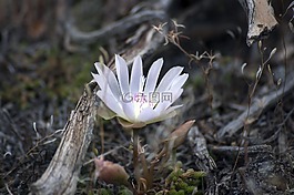 花,野花,自然