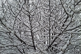 雪樹,雪,冬天