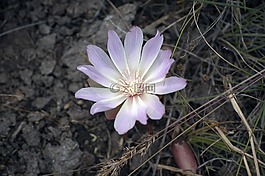 花,野花,自然