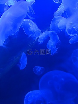 海蜇,海,海洋