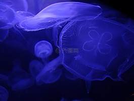 海蜇,海,海洋