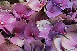 紫色的花朵,花束,紫色