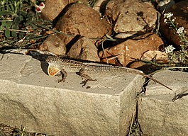 蜥蜴,爬行動物,小