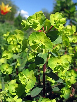 鮮花,植物,大自然
