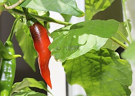 辣椒,綠色,紅色