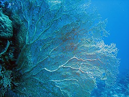 埃及,海,椰子