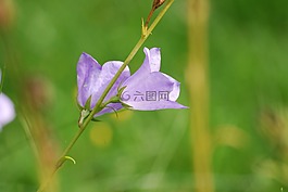 bellflower,鐘聲,花