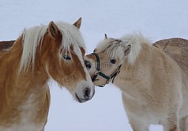 馬,小馬,駒