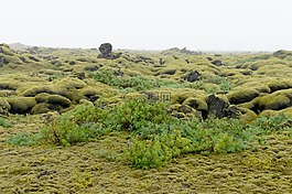 冰島,lávamez?,地衣