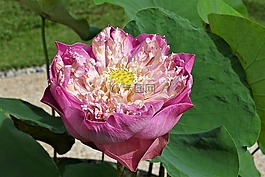 蓮花,開(kāi)花,廠(chǎng)