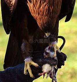 阿德勒,猛禽,獵物
