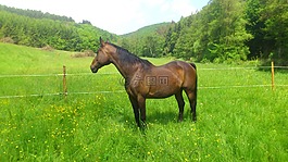 馬,母馬,牧場