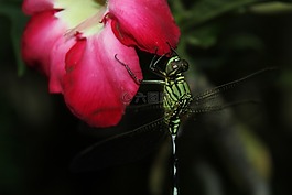昆蟲,花,紅色
