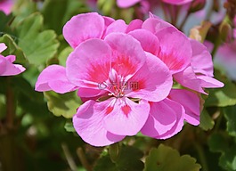 花粉紅的天竺葵,jardiniere,鍋