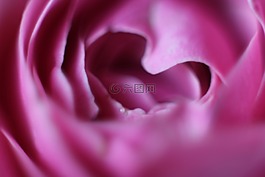 花,心,愛