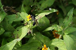 性質(zhì),芬蘭,金迪奧