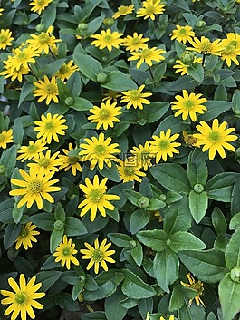 花,黄色,黄色花