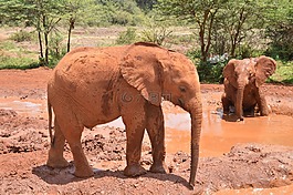 小象,非洲,野生動物園