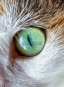 貓,眼,毛皮