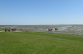 馬車,美國瓦茨,島